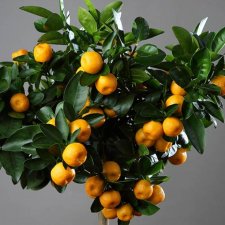 Citrus Mitis Calamondino
