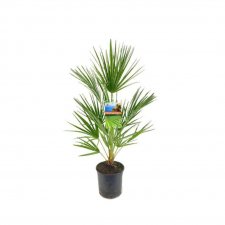 Chamaerops humilis