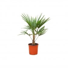 Trachycarpus fortunei