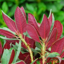 Rhododendron hybr. Wine and Roses ®, Rododendron