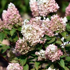 Hydrangea paniculata Sundae Fraise ®, Syrénhortensia, 90 stam C10