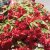 Begonia Illumination ® Scarlet