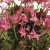 Pelargonium x hortorum Lotusland