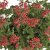 Pelargonium Concolor Lace
