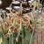 Spindelamaryllis
