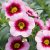 Småpetunia, Stickling, Million Bells MiniFamous ® Neo Pink Dark Eye 3-pack