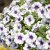 Calibrachoa MiniFamous ® Neo Light Blue Vein