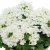 Verbena Drums ® White