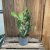 Opuntia Ghost Cactus