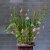 Blomsterfakir Kenzan The Ring 12cm