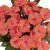 Impatiens hawkerii Paradise Malita