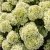 Hydrangea paniculata Living Little Apple ®
