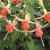 Fuchsia Shadow Dancer ® Peggy