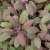 Salvia officinalis Purpurascens