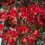 Begonia Mistral ® Dark Red, stickling 3-pack