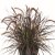 Pennisetum x advena Tiny Tails