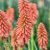 Kniphofia cultorum Redhot Popsicle ®