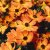 Coreopsis asteraceae Mango Punch ™