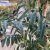 Sorbus aucuparia Fingerprint ®, Pelarrönn, utr 150-175 C7,5