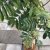 Sorbus aucuparia Fingerprint ®, Pelarrönn, utr 150-175 C7,5