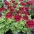 Änglapelargon Novita ® Purple Red, kruka
