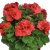 Änglapelargon Novita ® Classic Coral, stickling 3-pack