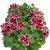 Änglapelargon Novita ® Early Lavender, stickling 3-pack