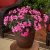 Pelargon Caliente Pink, stickling 3-pack