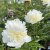 Paeonia lactiflora Top Brass, Luktpion, C3