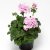 Pelargon Calliope ® Light Lavender, stickling