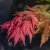 Acer pseudosieboldianum North Wind ®