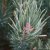 Pinus sylvestris Watereri (Nana)