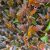 Physocarpus opulifolius Sweet Cherry Tea ®