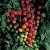 Solanum lycopersicum Supersweet 100