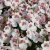 Diascia barberae Breezee ® Plus White
