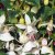 Fuchsia Shadow Dancer ® Albina