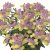 Nemesia Fairy Kisses ™ Pink Lemonade, stickling 2-pack
