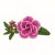 Småpetunia, Stickling, Million Bells Superbells ™ Sweet Love 2-pack