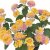 Lantana camara Calippo Vintage