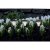 Solcell Lampa LED 3-pack