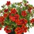 Calibrachoa Superbells ™ Double Redstone