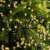 Ljusslinga LED Cluster Twinkle Soft Gold
