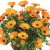 Ringblomma Powerdaisy ™ Mango, stickling 2-pack
