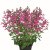 Salvia Visional Pink, stickling 2-pack