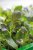 Micro Leaf, Pak Choi, Red Wizard