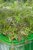 Micro Leaf, Bladsarepta, Red Frills