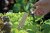 Sticketikett Bambu 22cm 8-pack