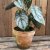 Philodendron Brandtianum