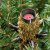 Konstgran / Julgran Norway Spruce LED 180cm