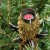 Konstgran / Julgran Norway Spruce LED 210cm